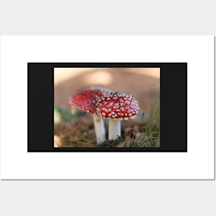 Toadstools couple with nice bokeh Christmas card Posters and Art